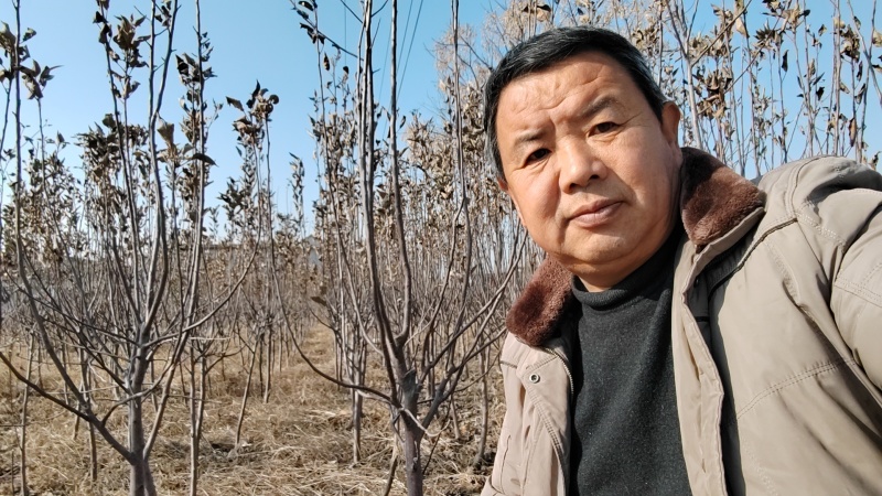 2公分苹果树苗3公分4公分苹果树5公分苹果树