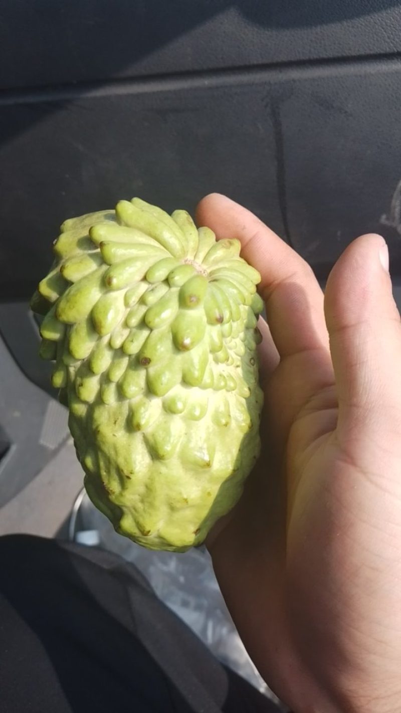 直接电话，凤梨释迦果大量上市，支持电商微商一件代发