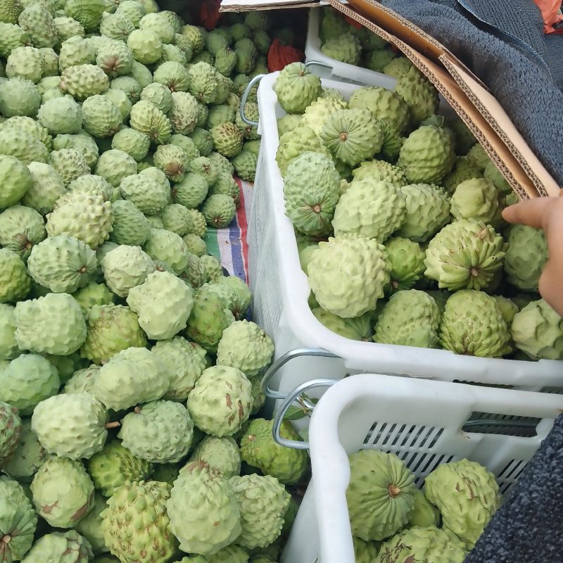 直接电话，凤梨释迦果大量上市，支持电商微商一件代发