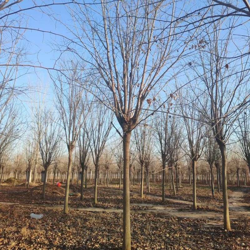 10公分巨紫荆12～15公分巨紫荆价格
