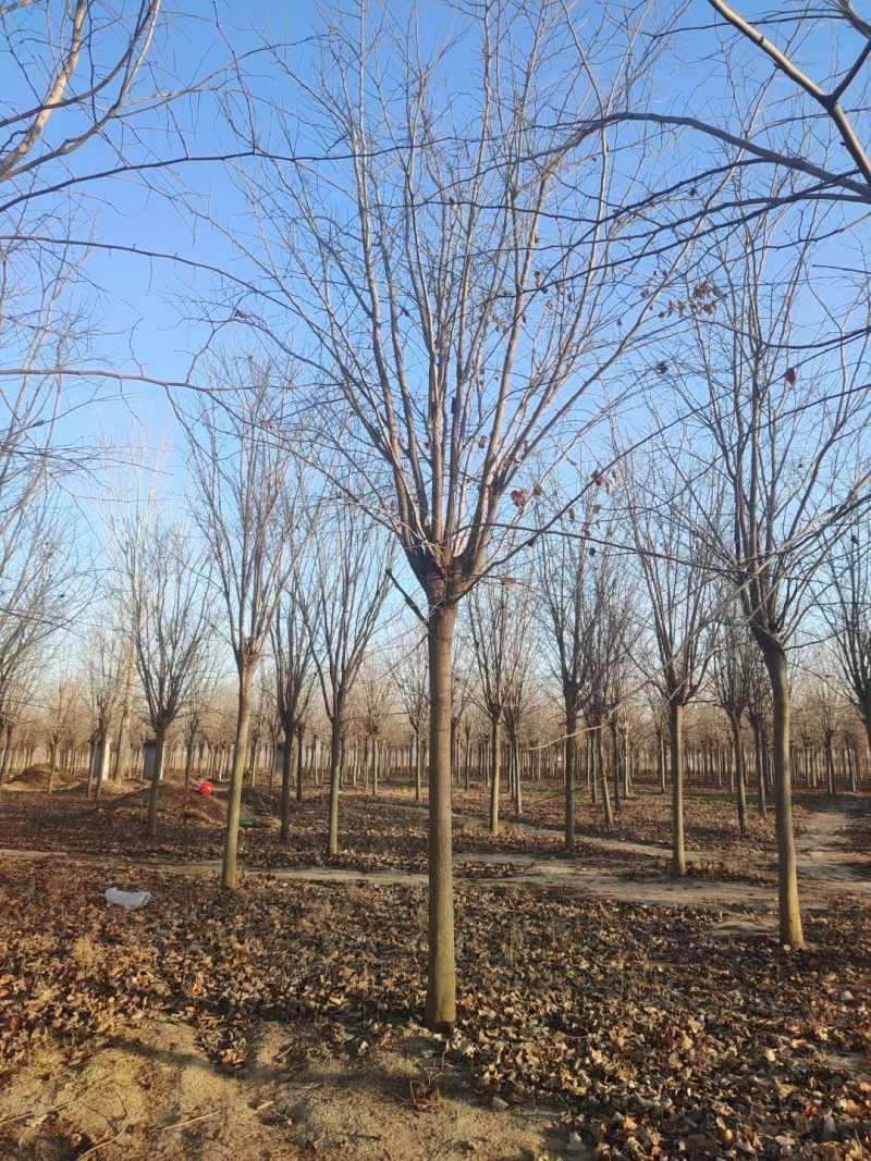 10公分巨紫荆12～15公分巨紫荆价格