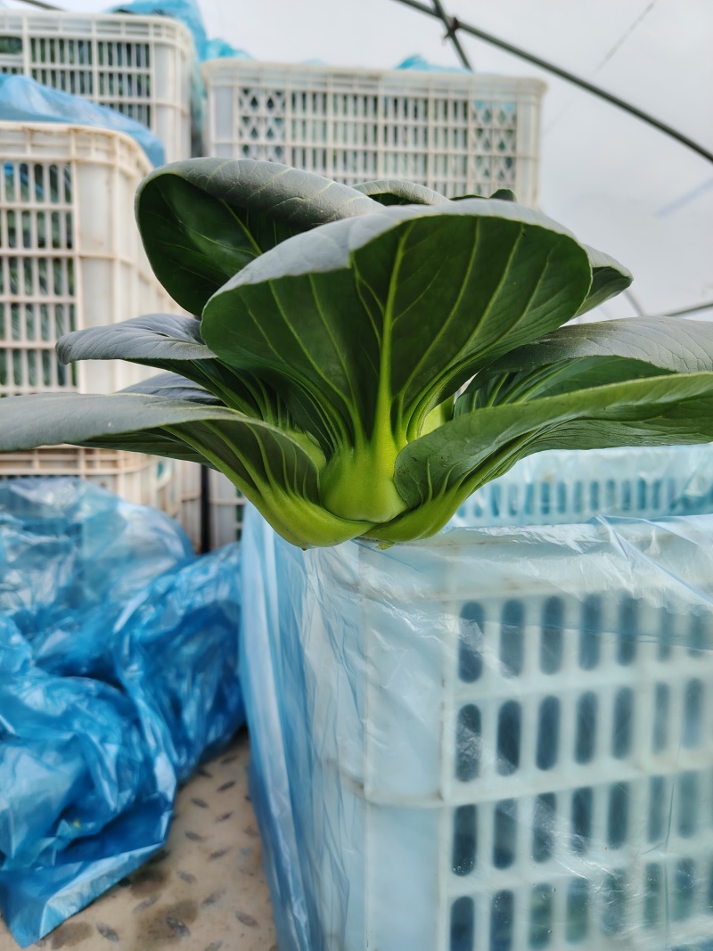 黑菜苏州青矮脚青