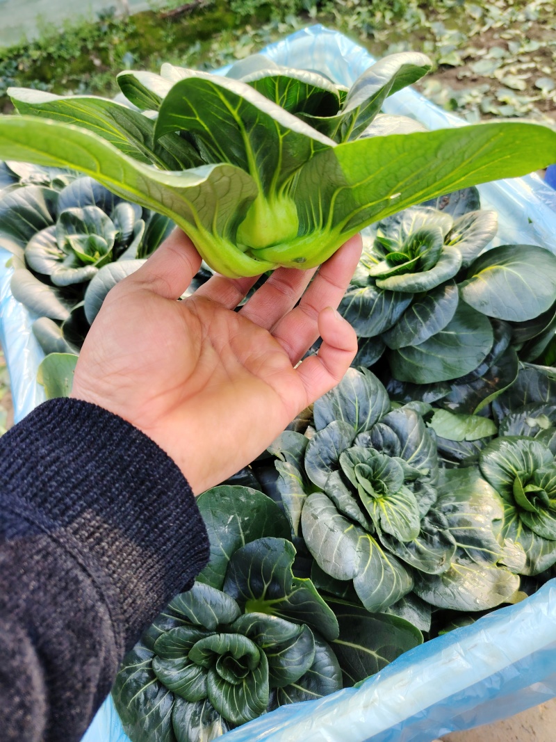黑菜苏州青矮脚青