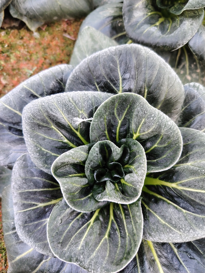 黑菜苏州青矮脚青