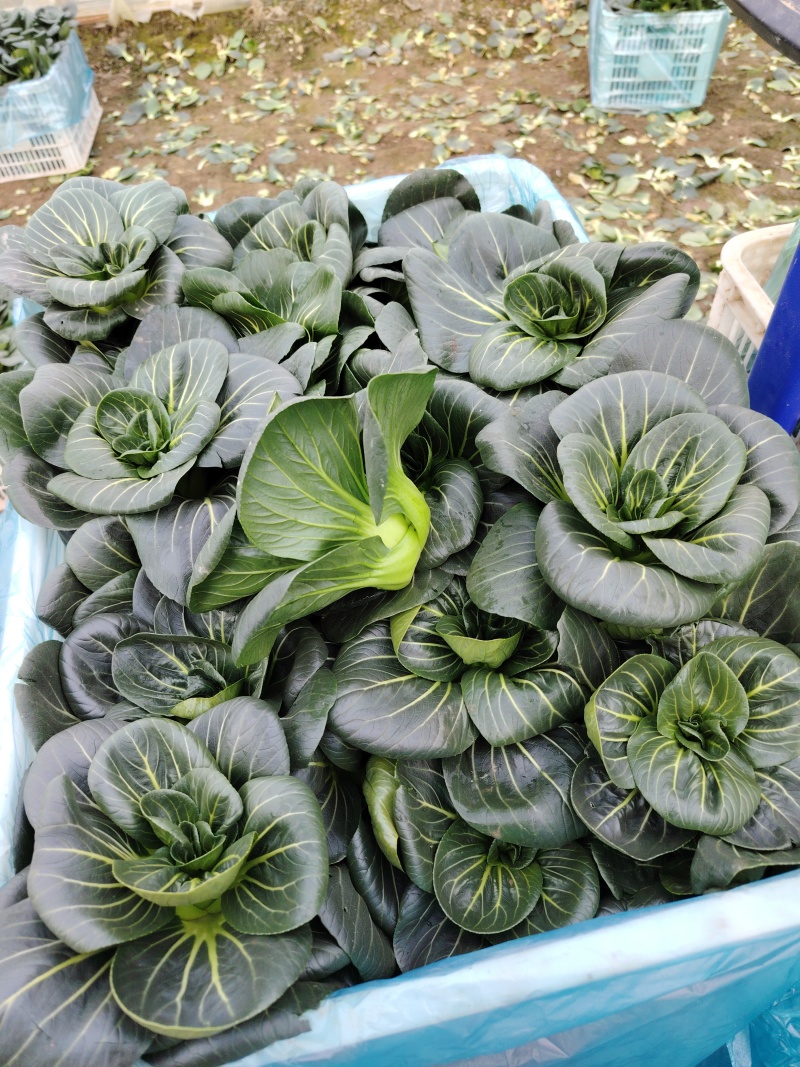 黑菜苏州青矮脚青