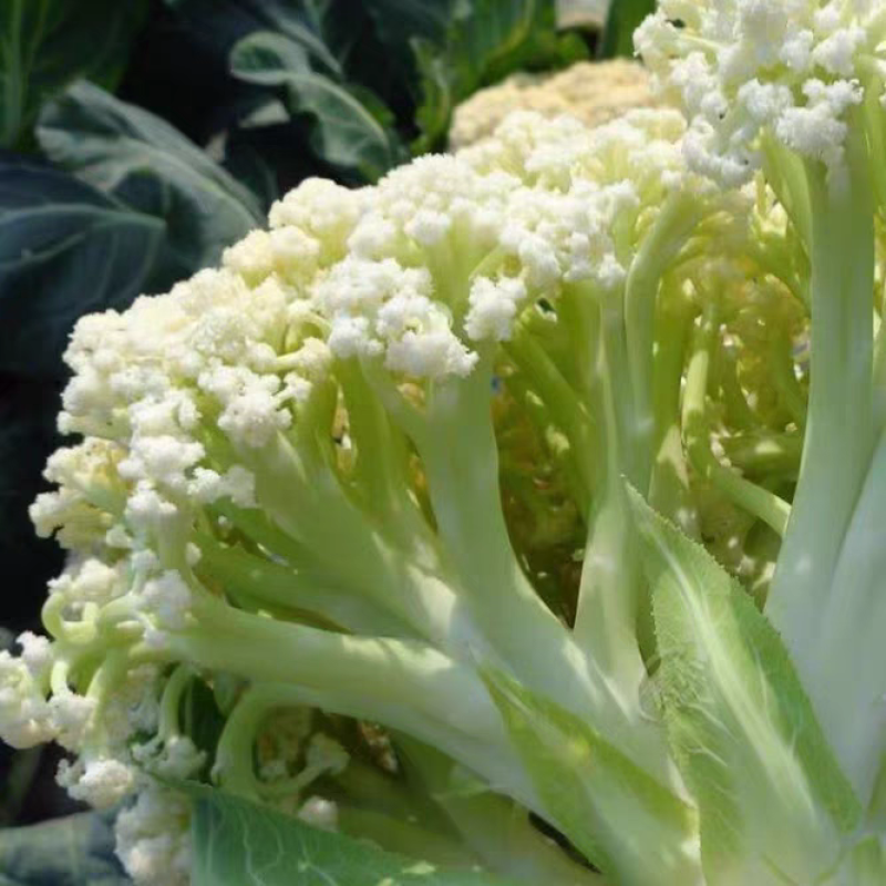 【福建菜花】白面青梗松花菜/漳浦菜花/供应市场电商