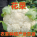 【福建菜花】白面青梗松花菜/漳浦菜花/供应市场电商