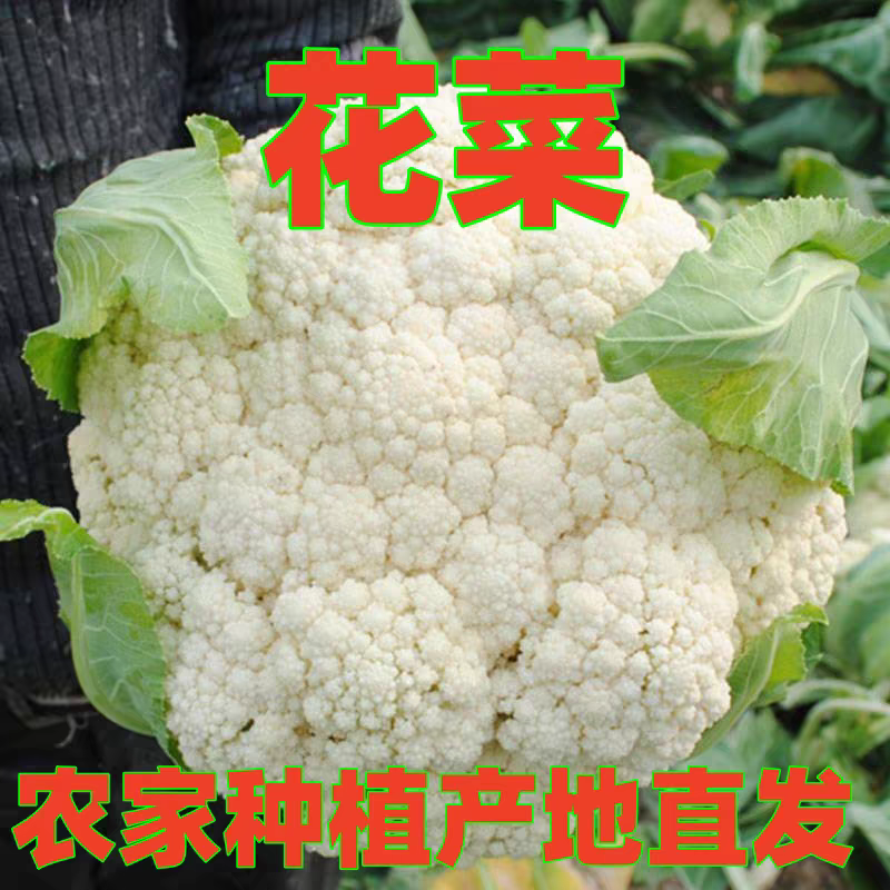 【福建菜花】白面青梗松花菜/漳浦菜花/供应市场电商
