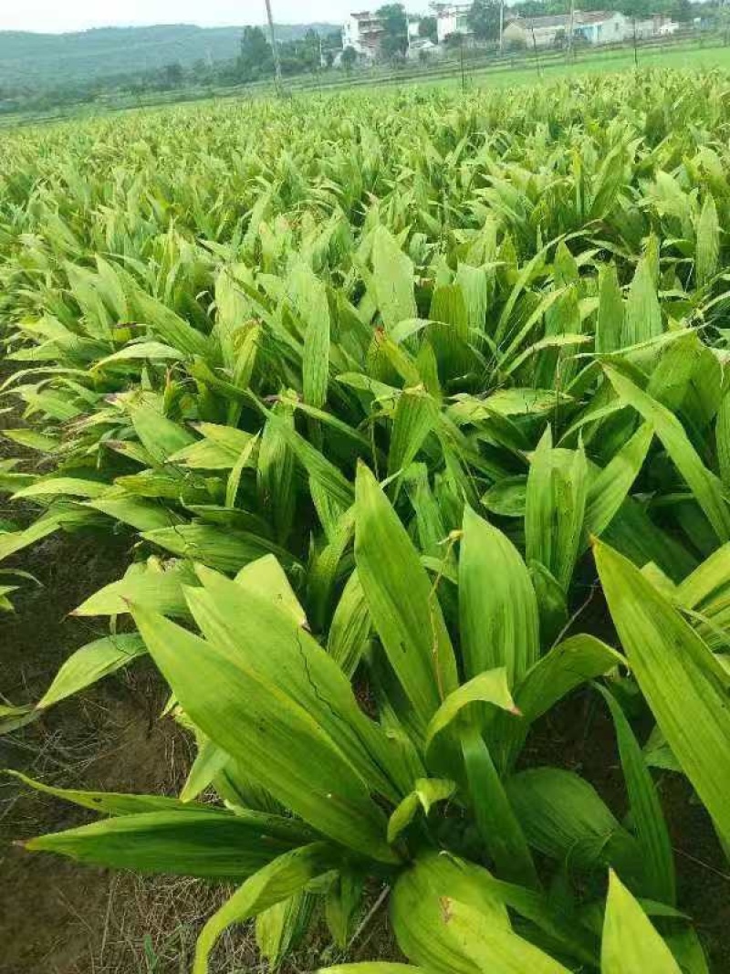 白芨之乡全国供应保质保量现货秒发新鲜直达