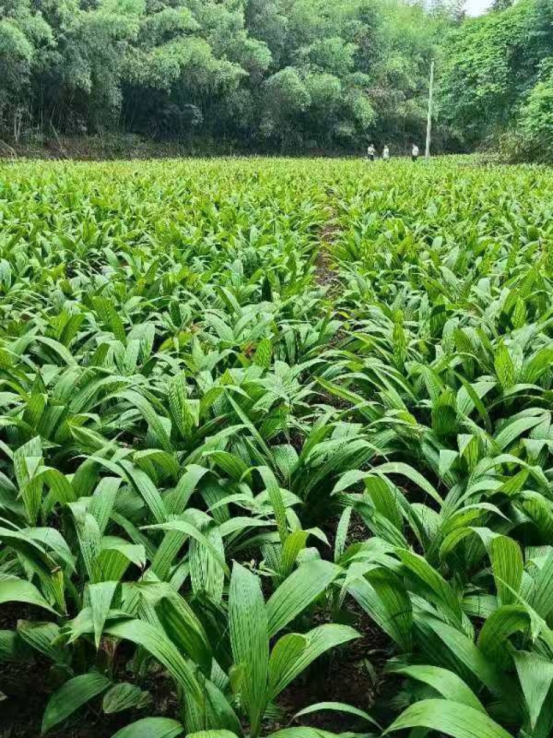 白芨之乡全国供应保质保量现货秒发新鲜直达