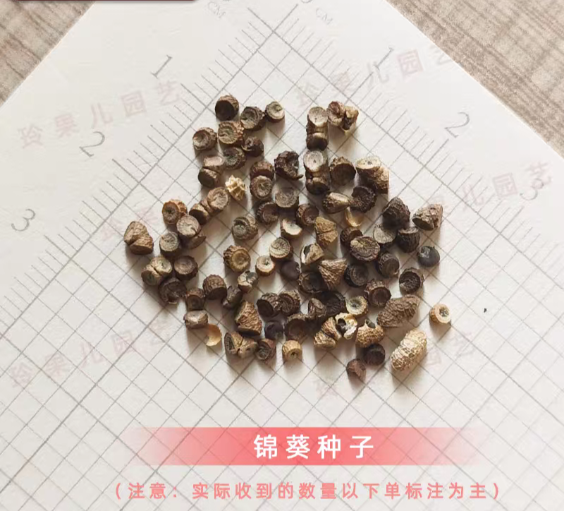 锦葵厂家货源批发价格全国发货价格便宜欢迎下单咨询