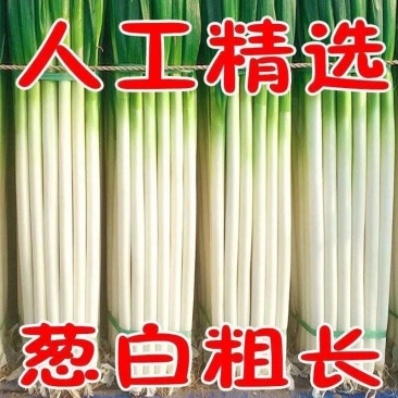 福建大葱/铁杆大葱/漳州大葱/产地批发/价格好商量