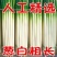 福建大葱/铁杆大葱/漳州大葱/产地批发/价格好商量