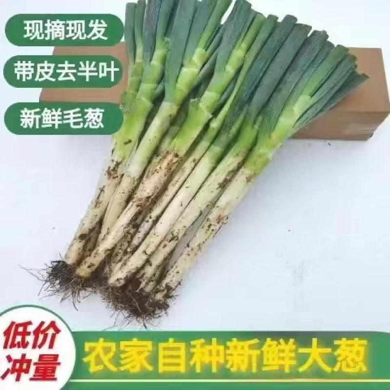 福建大葱/铁杆大葱/漳州大葱/产地批发/价格好商量