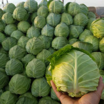 【推荐】中甘甘蓝/漳州甘蓝圆包菜/类基地上车/批发供应市