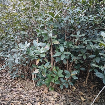 桂花