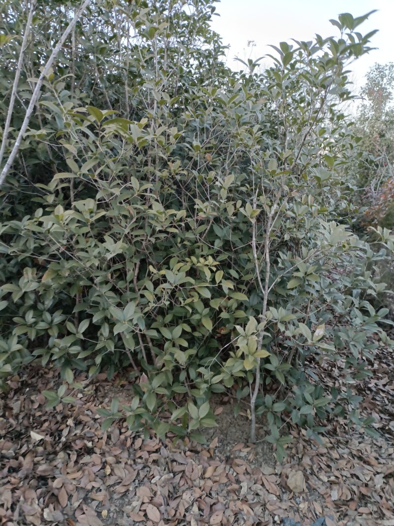 桂花