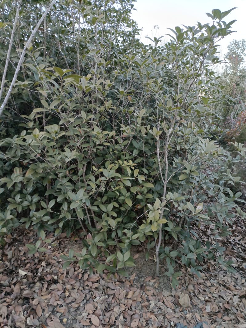 桂花