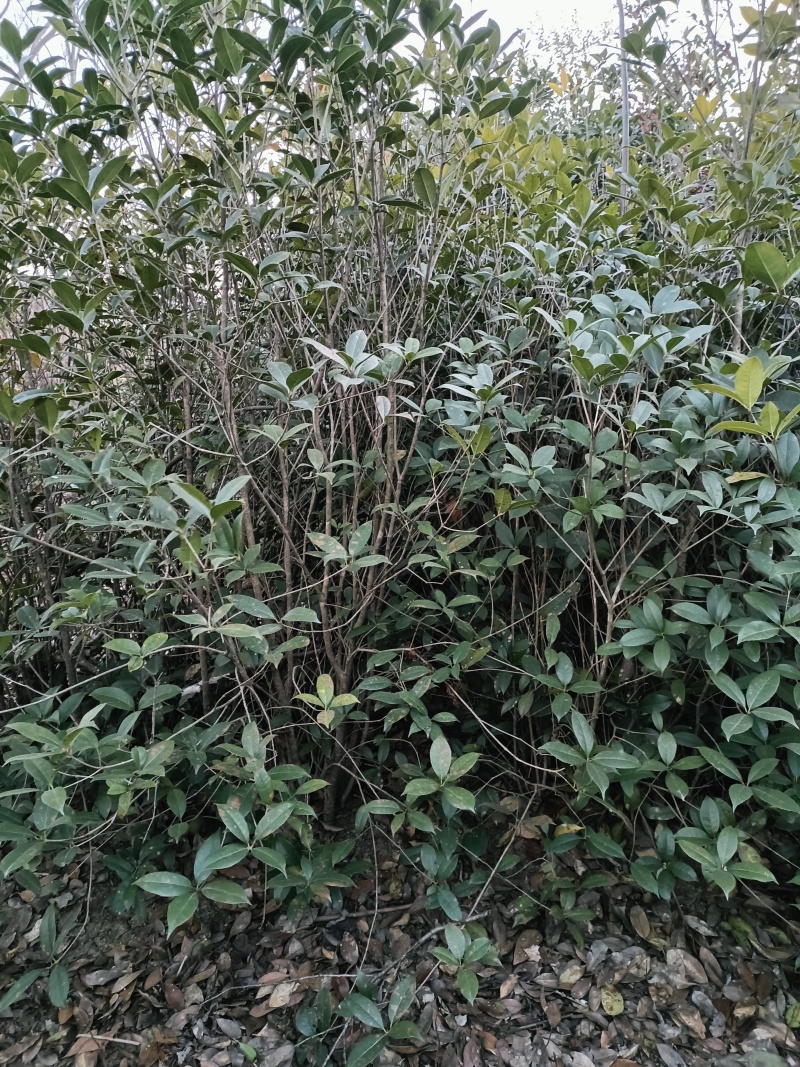 桂花
