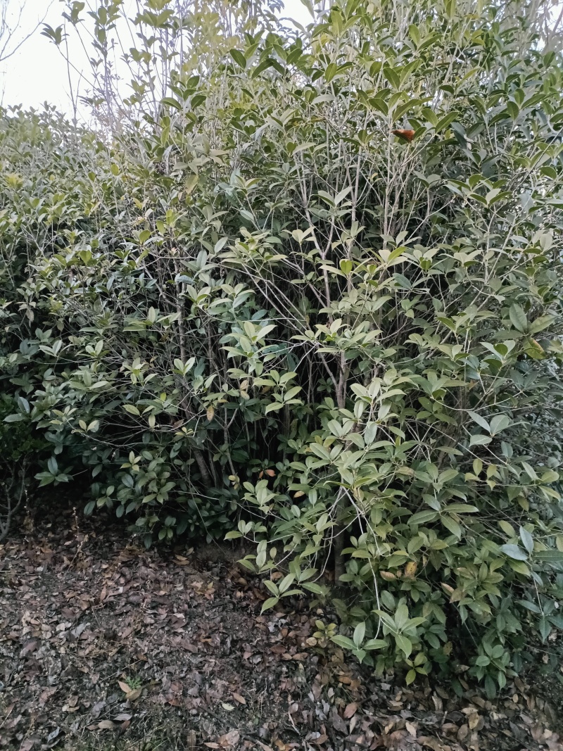 桂花