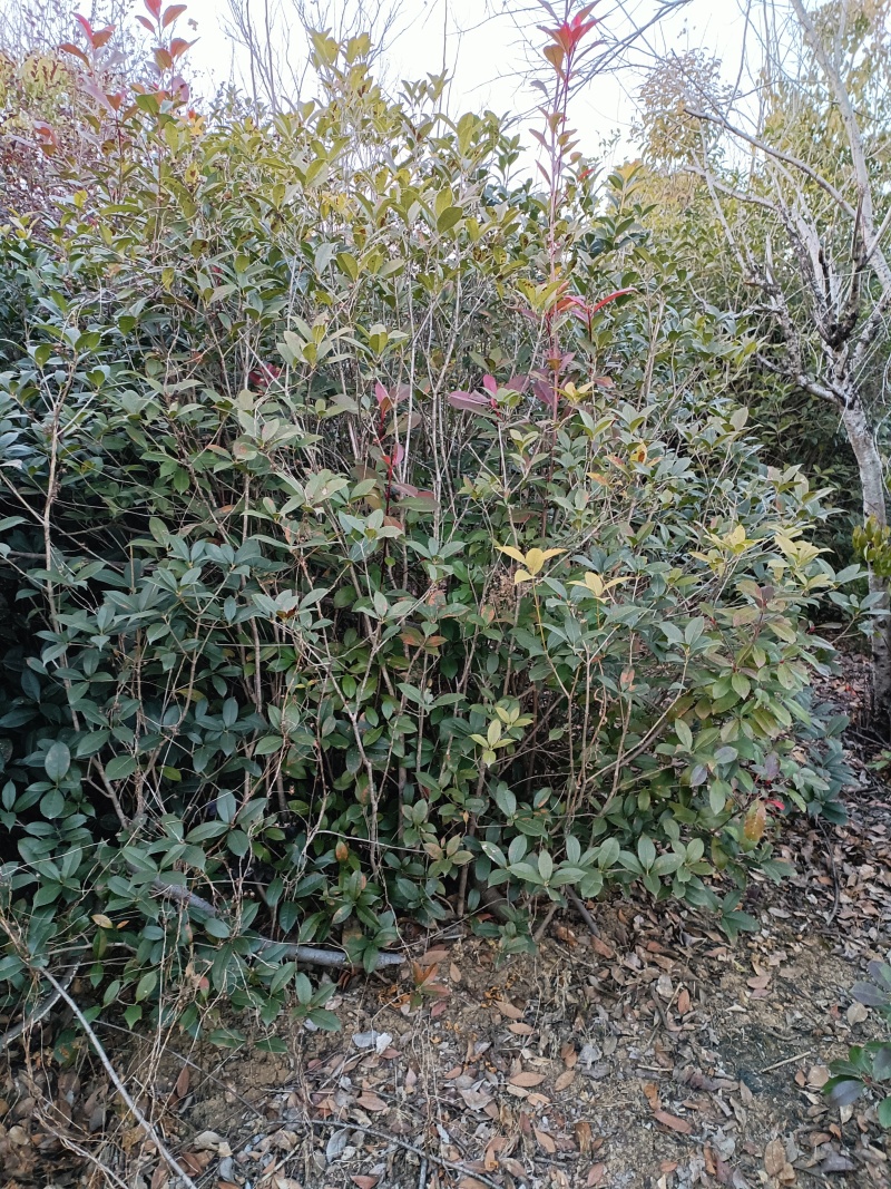 桂花