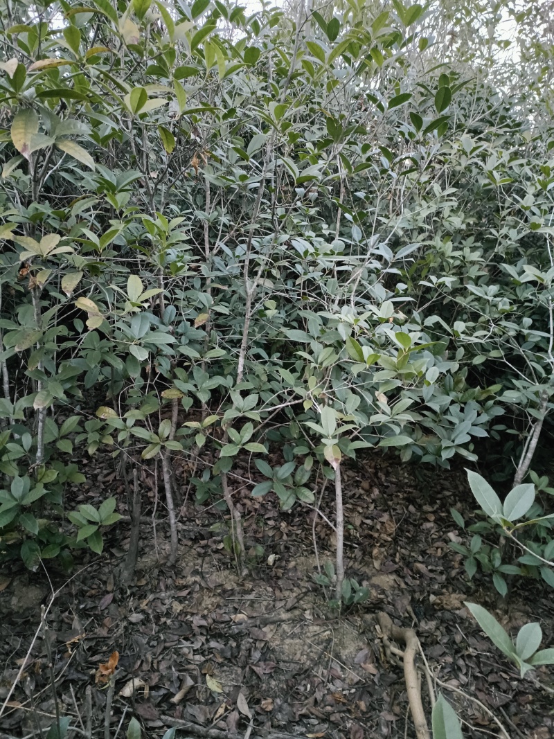 桂花