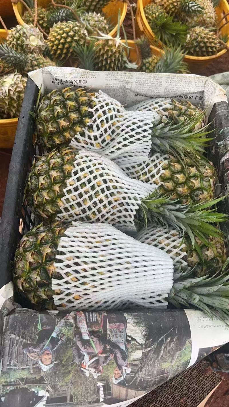 徐闻县一手货源巴厘菠萝，量大从优新鲜水果产地直发，货源充