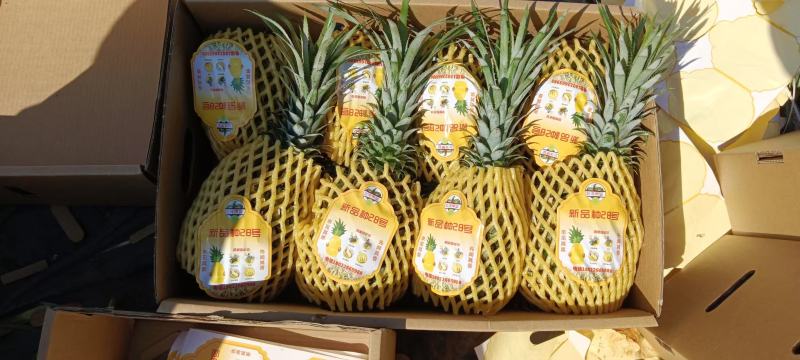 徐闻县一手货源巴厘菠萝，量大从优新鲜水果产地直发，货源充
