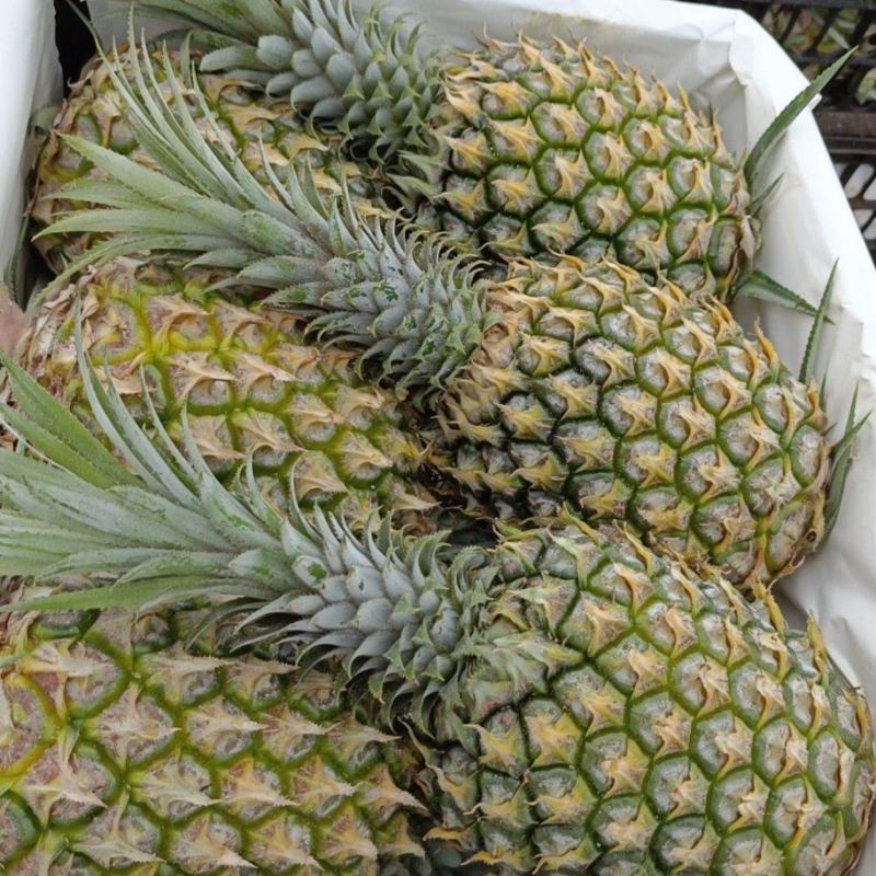 【热卖推荐】菠萝现货量大从优欢迎选购对接全国市场