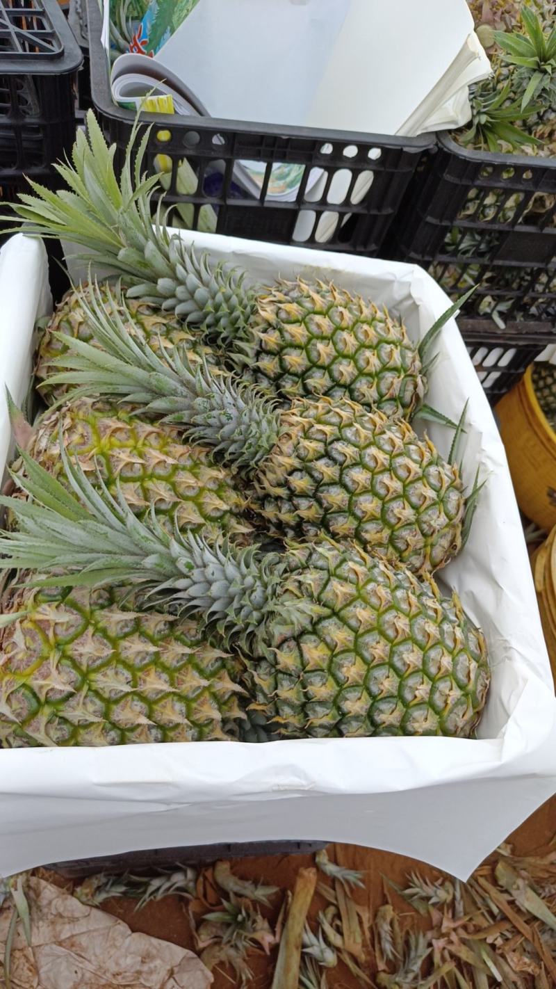 【热卖推荐】菠萝现货量大从优欢迎选购对接全国市场