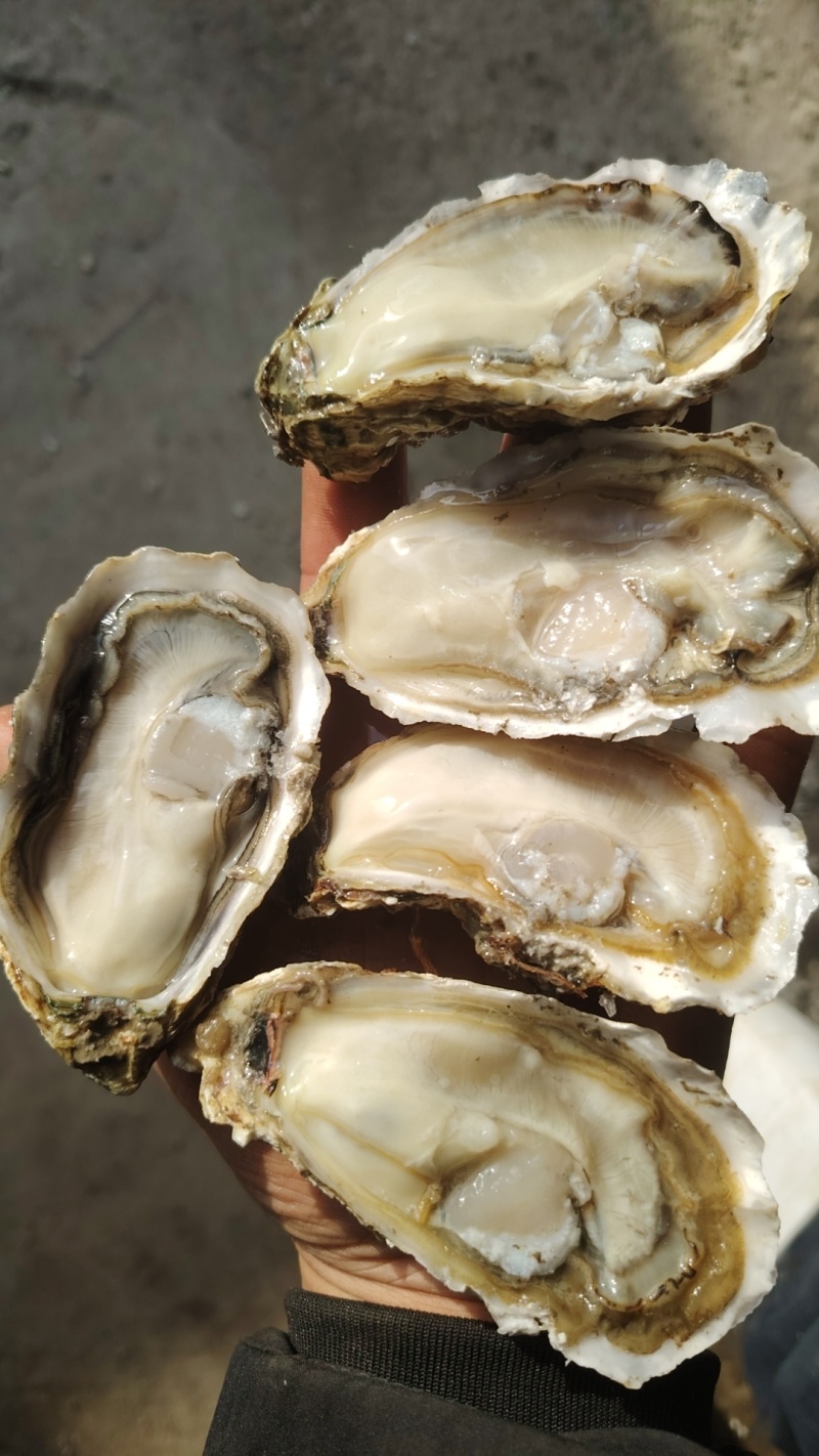 山东精品生蚝，产地一手货源，品质保证，可视频看货