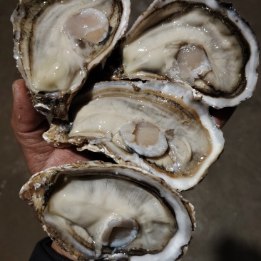 山东精品生蚝，产地一手货源，品质保证，可视频看货