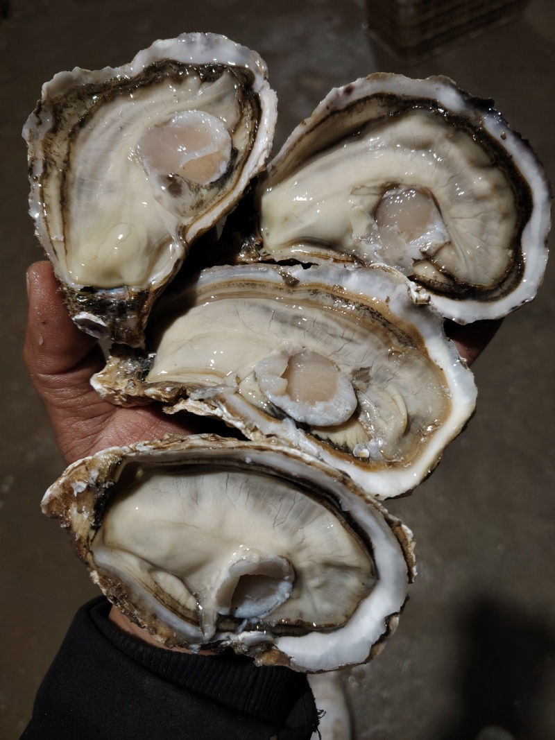 山东精品生蚝，产地一手货源，品质保证，可视频看货