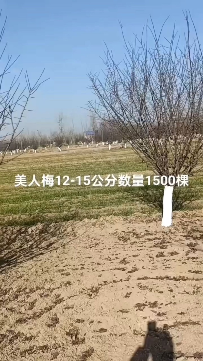 美人梅红花双瓣美人梅8-15公分美人梅自产自销清地