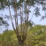 蓝花楹15.18.20.25公分……长期出售四川自贡