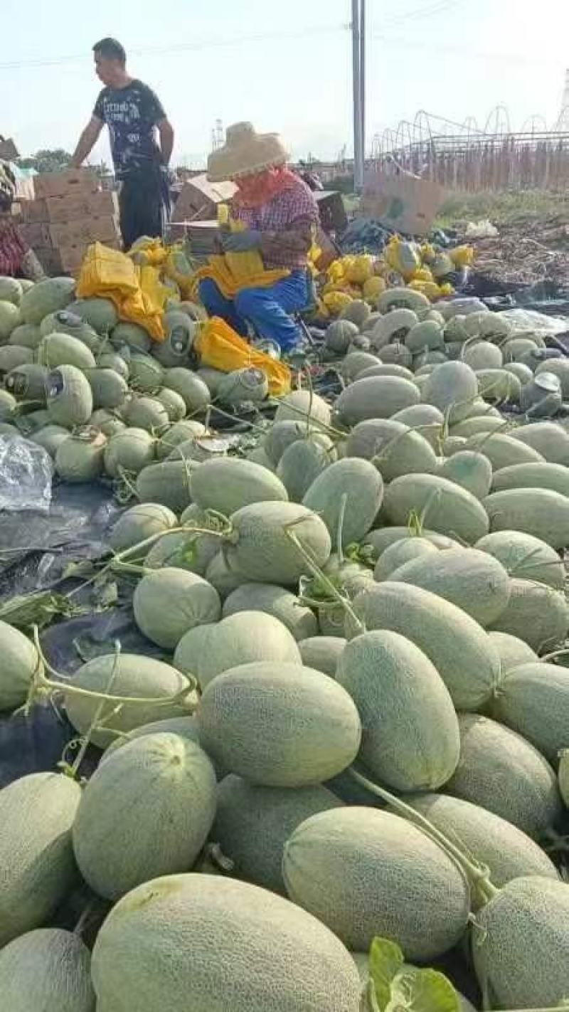 精品晓蜜25，海南产地直发，货源充足，量大从优。