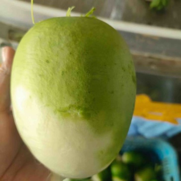 宝玉萝卜，品质好，价格优惠，有需要的联系