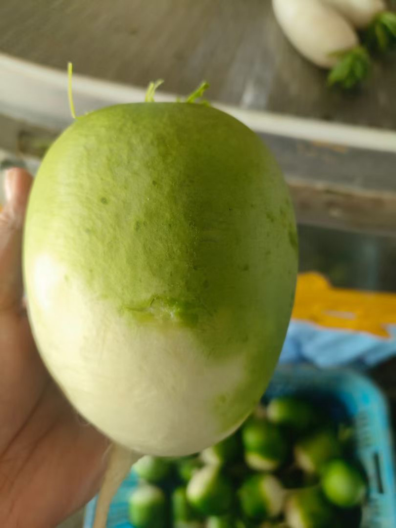 宝玉萝卜，品质好，价格优惠，有需要的联系