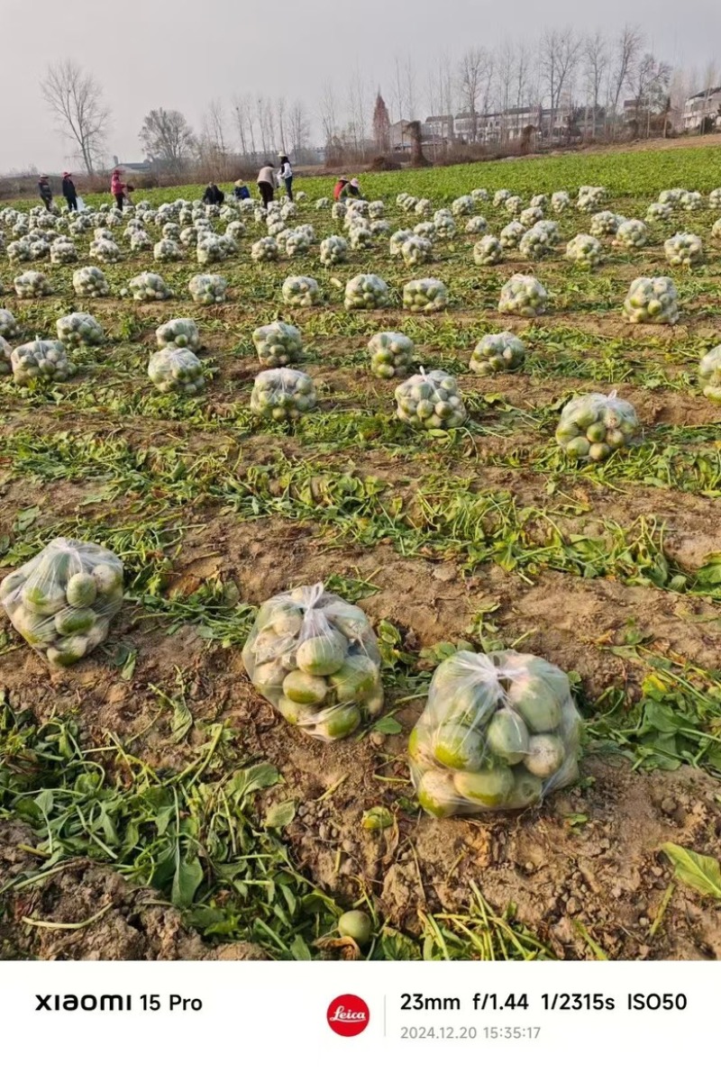 宝玉萝卜，品质好，价格优惠，有需要的联系