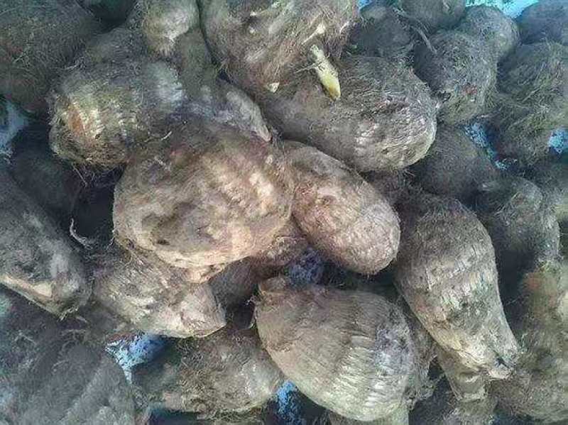 芋头种，8520，豆包芋头种，抗病毒，产量高代发全国