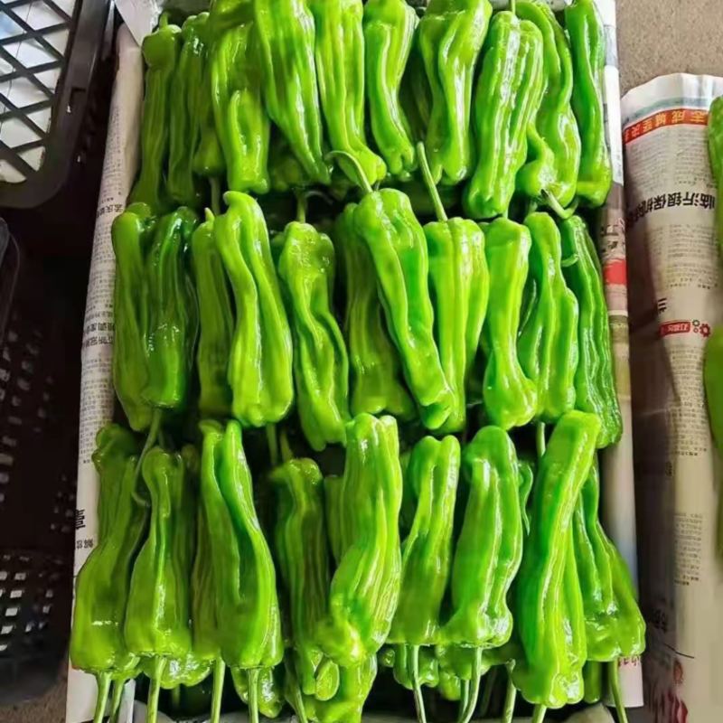 新鲜辣椒，薄皮椒金利兴基地直发稳定供应量大从优欢迎订购