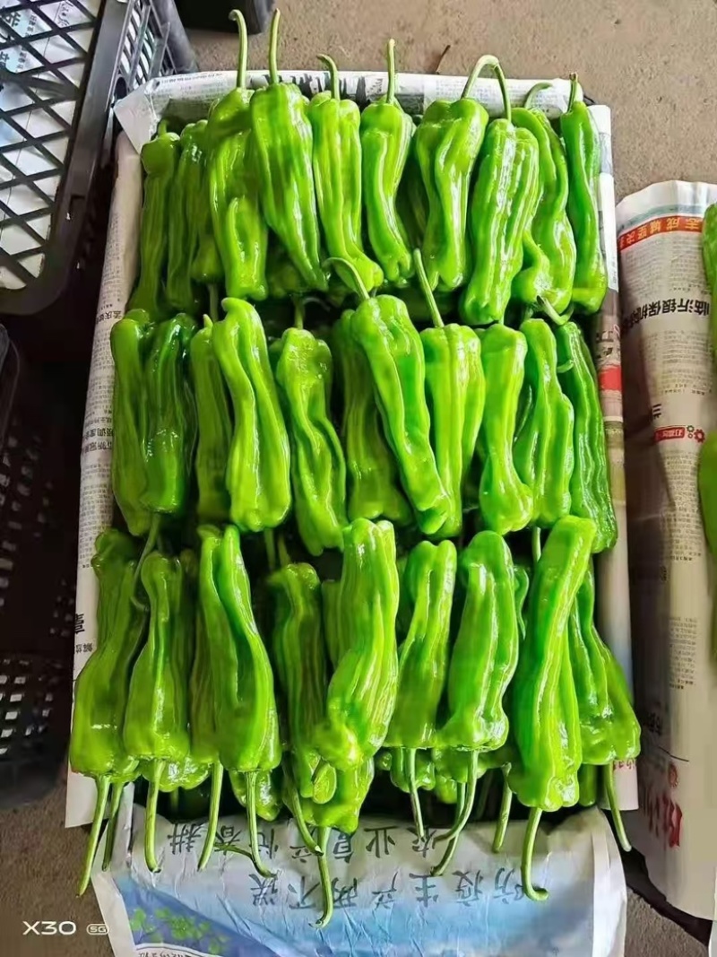 新鲜辣椒，薄皮椒金利兴基地直发稳定供应量大从优欢迎订购