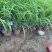 精品大花萱草优质大花萱草萱草自产自销