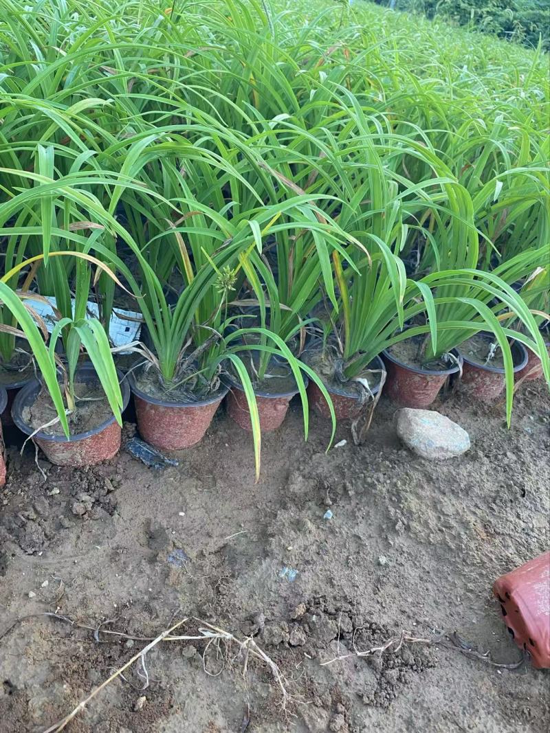 精品大花萱草优质大花萱草萱草自产自销