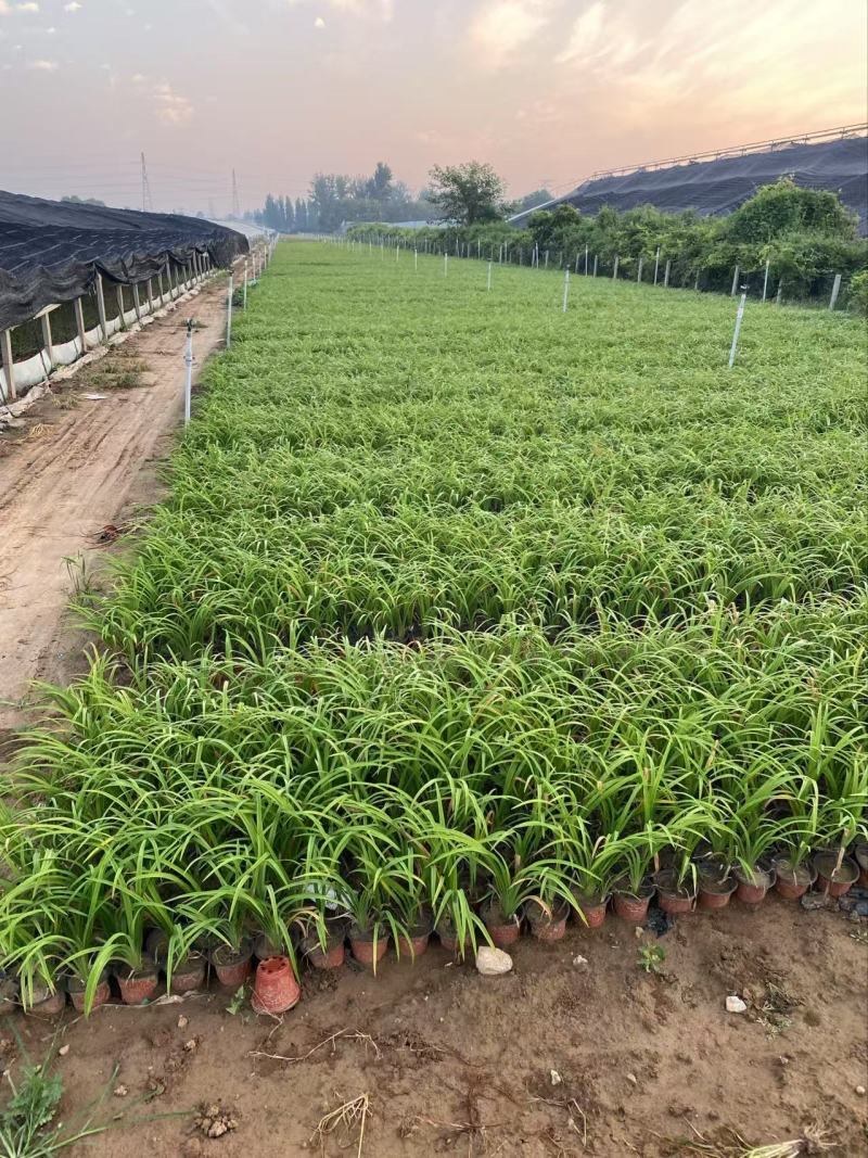 精品萱草萱草自产自销