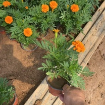 精品孔雀草优质孔雀草孔雀草自产自销