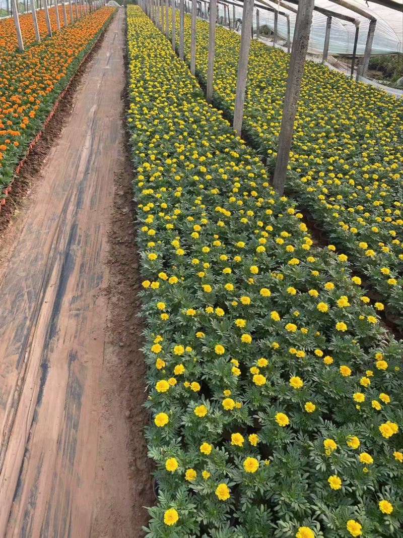 精品孔雀草优质孔雀草孔雀草自产自销