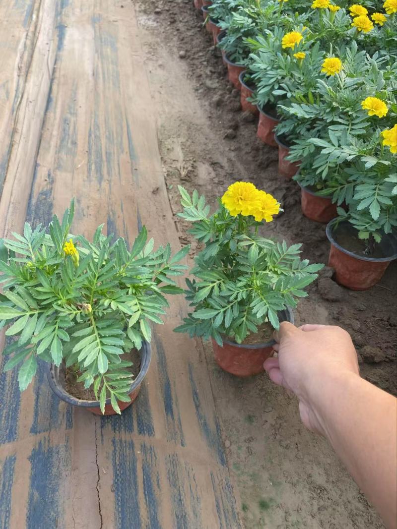 精品孔雀草优质孔雀草孔雀草自产自销