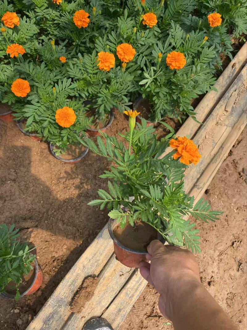 精品孔雀草优质孔雀草孔雀草自产自销