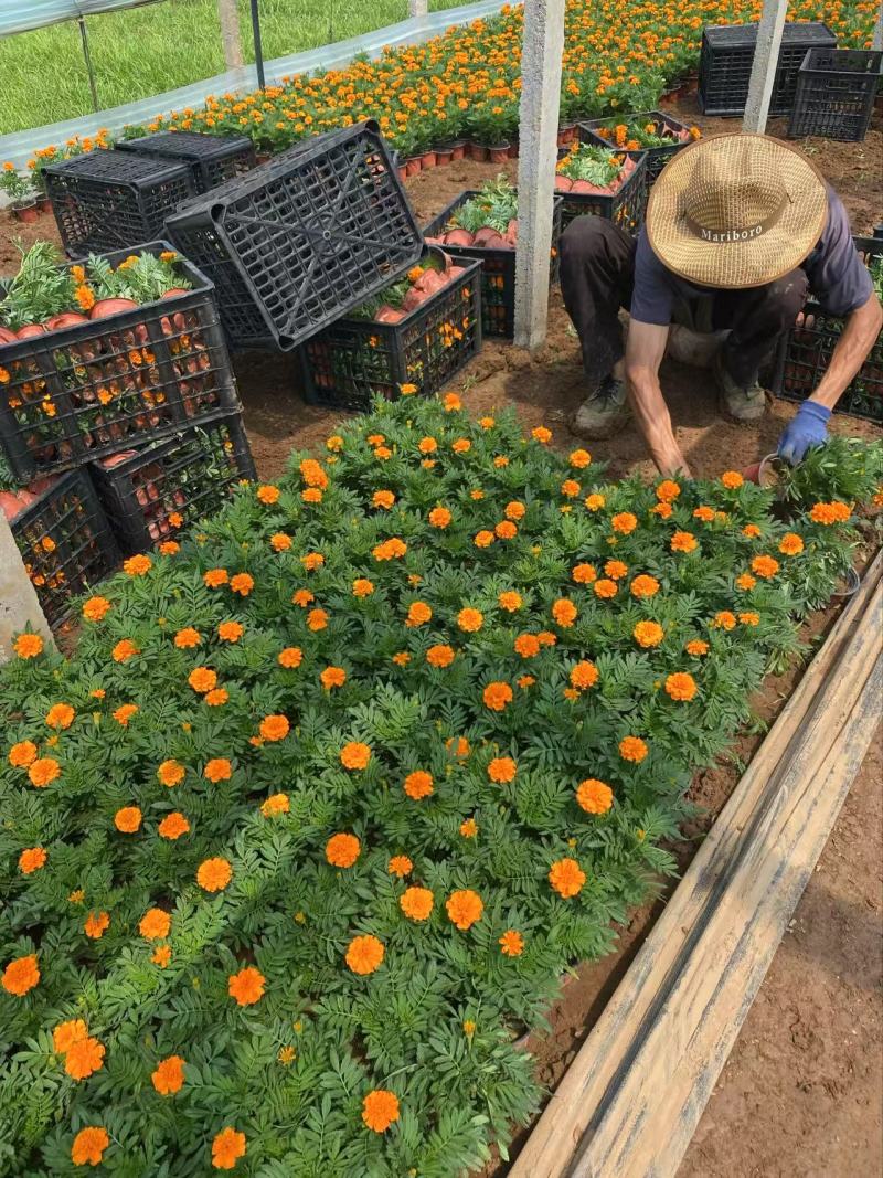 精品孔雀草优质孔雀草孔雀草自产自销